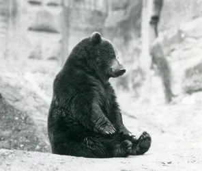 Niedźwiedź brunatny siedzący na skałach tarasów Mappin, londyńskie zoo, czerwiec 1928