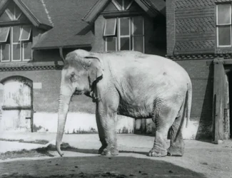 Słoń birmański stojący przed Elephant House, londyńskie zoo