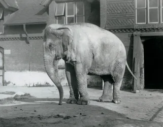 Słoń birmański stojący przed Elephant House w londyńskim zoo w 1929 roku (zdjęcie czarno-białe)