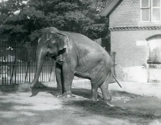 Słoń birmański wychodzi z basenu w swoim wybiegu, londyńskie zoo
