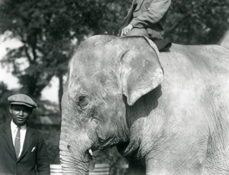 Słoń birmański ze swoim treserem i innym mężczyzną, londyńskie zoo, wrzesień 1926