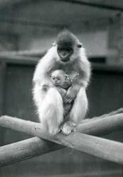 Langur czapkowany trzymający dziecko siedząc na belce. Londyńskie Zoo, 6 października 1913 r.