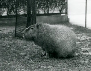 Kapibara siedząca w swoim wybiegu w londyńskim zoo w czerwcu 1927 r.