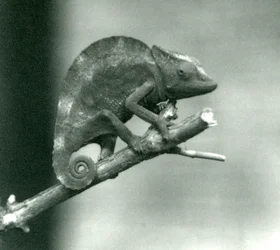 Kameleon trzymający się końca gałęzi, londyńskie zoo, 1927