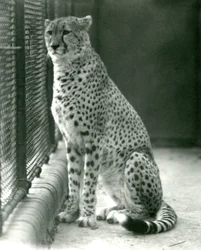 Gepard siedzący na wybiegu w londyńskim zoo, październik 1924