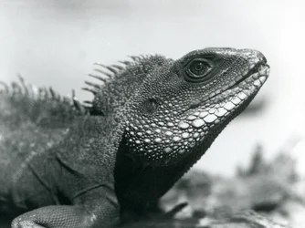Chiński / azjatycki / tajski / zielony smok wodny w londyńskim zoo w sierpniu 1928 r. (zdjęcie czarno-białe)