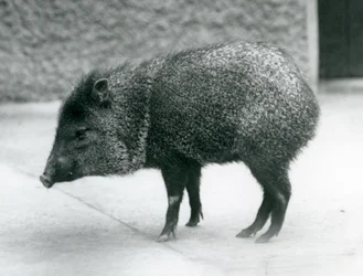 Pekary z kołnierzykiem w londyńskim zoo, 1927