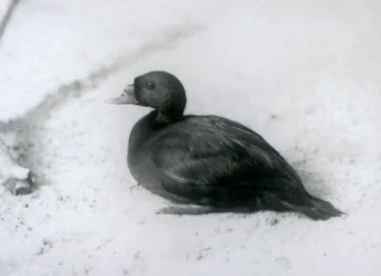 Markaczka zwyczajna w londyńskim zoo w 1925 roku