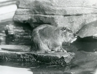Nutria siedząca na skalistej półce w basenie w swoim wybiegu w londyńskim zoo, luty 1928 (zdjęcie czarno-białe)