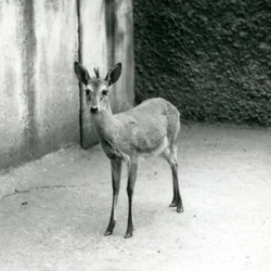 Koronowany SahelDuiker z zachodniej Afryki w londyńskim zoo w sierpniu 1927 r