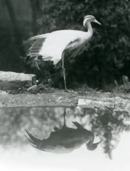 Demoiselle Crane stojący na jednej nodze, z lustrzanym odbiciem w basenie poniżej, londyńskie zoo