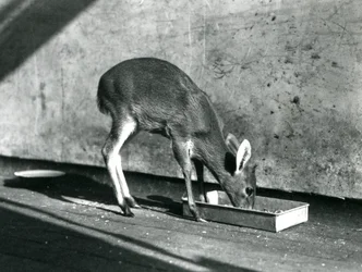 Duiker karmiący się z tacy na ziemi, londyńskie zoo, lipiec 1925