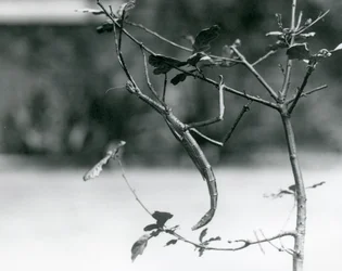 Olbrzymi owad patyczak zakamuflowany na gałązce w londyńskim zoo w 1923 r.