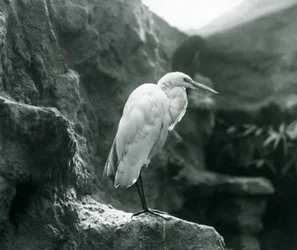 Czapla zwyczajna lub czapla biała stojąca na skale w londyńskim zoo we wrześniu 1927 r.