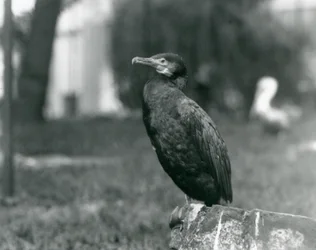 Kormoran wielki w londyńskim zoo we wrześniu 1927 r.