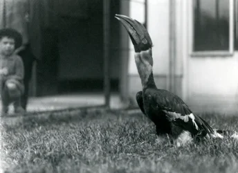 Dzioborożec wielki patrzący w górę stojąc na trawie w swojej wolierze, podczas gdy mały chłopiec patrzy w tle, Londyńskie Zoo, 1924