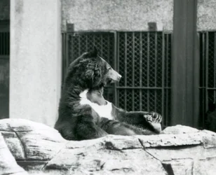 Niedźwiedź himalajski siedzący odchylony na skałach i trzymający palce u stóp, londyńskie zoo