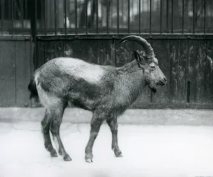 Koziorożec himalajski stojący w londyńskim zoo, 1927