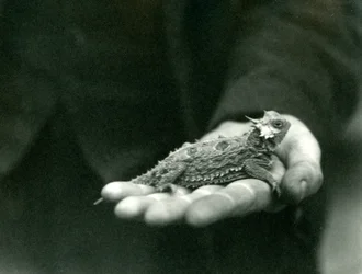 Jaszczurka rogata spoczywa w dłoni opiekuna, londyńskie zoo, kwiecień 1923 (fot. bw)