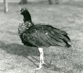 Horned Screamer stojący na trawie w londyńskim zoo we wrześniu 1927 r.