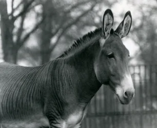Hybrydowa zebra w londyńskim zoo w lipcu 1924 r.