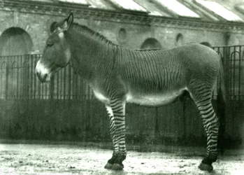 Hybrydowa zebra w swoim wybiegu w londyńskim zoo, 1924 (zdjęcie bw)