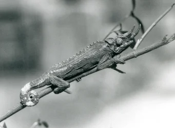 Kameleon Jacksonów trzymający się gałęzi, londyńskie zoo, sierpień 1926