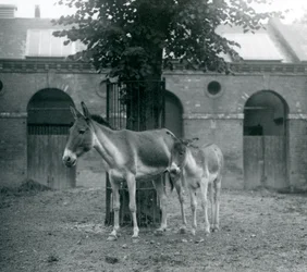 Tybetański dziki osioł KiangKhyangGorkhar i jej źrebię stojące pod drzewem na ich padoku, londyńskie zoo, sierpień 1927