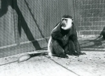 Kikuyu gereza czarno-biała siedząca w swoim wybiegu w londyńskim zoo w lipcu 1925