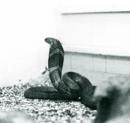 Hamadriada z kobry królewskiej w londyńskim zoo, październik 1925 r.