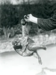 Kinkażu zwisający chwytnym ogonem z palca opiekuna, londyńskie zoo, wrzesień 1925