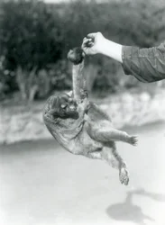Kinkażu zwisający chwytnym ogonem z palca opiekuna, londyńskie zoo, wrzesień 1925
