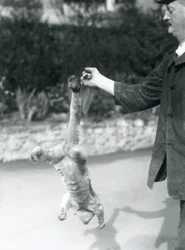 Kinkażu zwisający głową w dół z palca opiekuna, trzymając się chwytnym ogonem, londyńskie zoo, wrzesień 1925