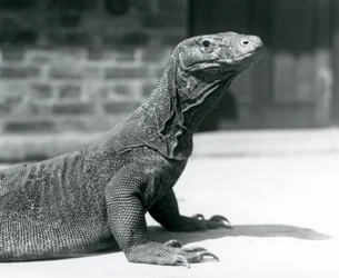 Smok z Komodo w londyńskim zoo w sierpniu 1928 r. (zdjęcie czarno-białe)