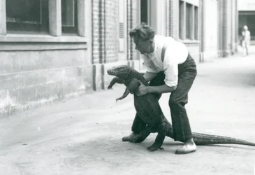 Waran z Komodo trzymany na tylnych łapach przez opiekuna w londyńskim zoo w sierpniu 1928 r. (zdjęcie czarno-białe)