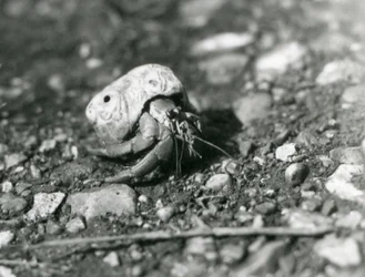 Krab pustelnik, londyńskie zoo