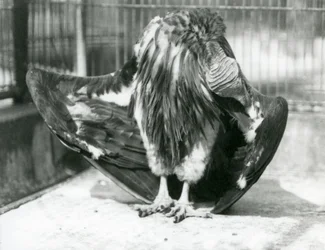 Sęp o barakowatym pysku stojący na podłodze swojej zagrody, gładzący pióra na skrzydłach, londyńskie zoo