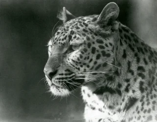 Lampart w londyńskim zoo w 1930 r. (zdjęcie czarno-białe)