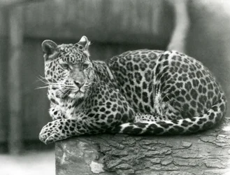 Lampart odpoczywający na kłodzie w londyńskim zoo w 1929 roku (zdjęcie czarno-białe)