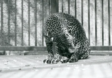 Lampart siedzący na wybiegu, pielęgnujący nogę, londyńskie zoo, 1927