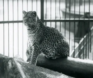 Lampart siedzący na kłodzie w swoim wybiegu w londyńskim zoo, wrzesień 1925