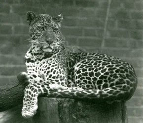 Lampart siedzący na pniu w londyńskim zoo w 1924 r.