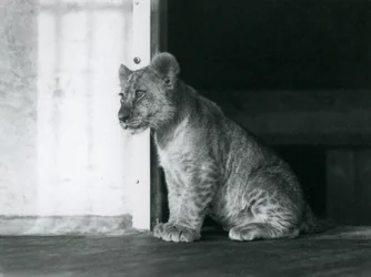 Lwiątko siedzące na podłodze w londyńskim zoo w 1930 roku (zdjęcie czarno-białe)