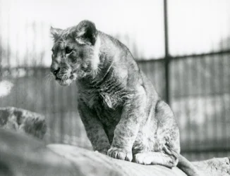 Lwiątko, które urodziło się w menażerii w lipcu 1923, londyńskie zoo, lipiec 1924