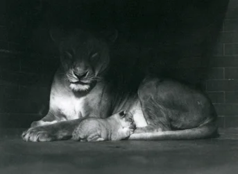 Lwica i młode leżące w cieniu z tyłu swego wybiegu, londyńskie zoo, październik 1925