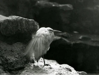 Czapla nadobna odpoczywająca wśród skał w zoo w Londynie w 1930