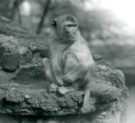 Makak siedzący na skale w londyńskim zoo w 1924 r.
