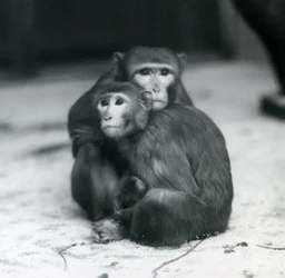 Makak z dzieckiem siedzącym razem na podłodze ich wybiegu, londyńskie zoo