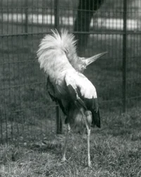 Bocian Maguari wykonujący pokaz góra-dół, londyńskie zoo, lipiec 1925