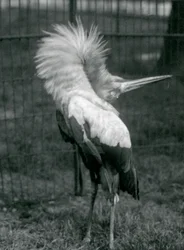 Bocian Maguari wykonujący pokaz góra-dół, londyńskie zoo, lipiec 1925